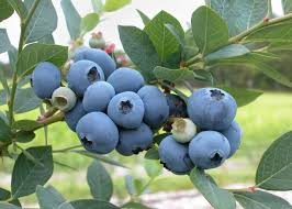 Landscaping with Fruit Trees & Shrubs